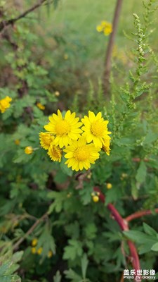 鄉(xiāng)間隨拍