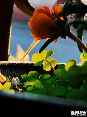 【多彩生活】+落日與三葉草