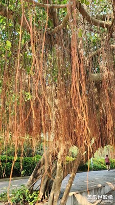 茂盛的榕樹根