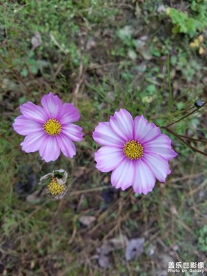 蓋樂世手機(jī)照片賞析!