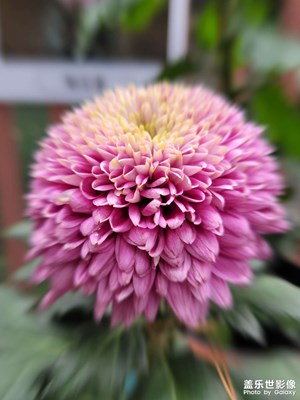 【秋去冬來(lái)】滿城盡帶黃金甲