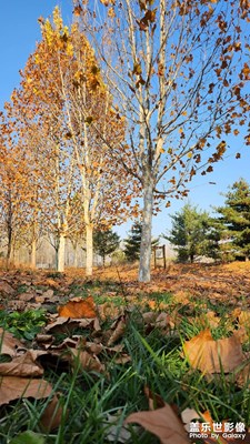 【秋去冬來】一夜入秋