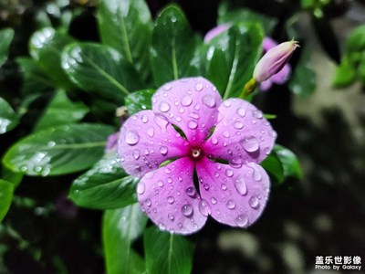 【秋去冬來(lái)】+ 花兒