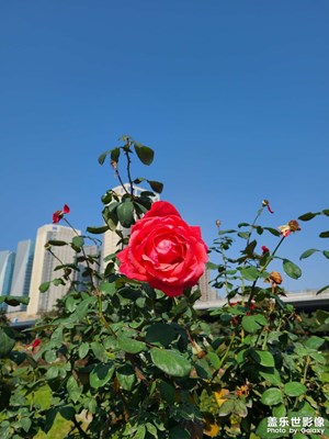 藍(lán)藍(lán)的天空