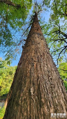 參天林木