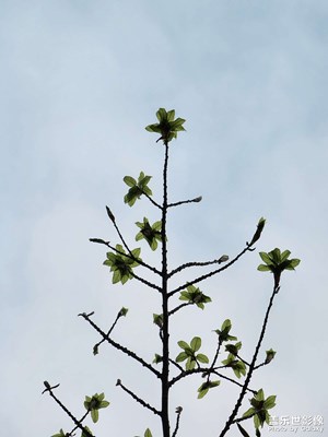 滿園春色關不住