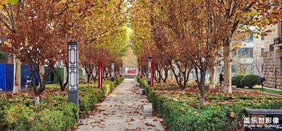 【初冬的景象】+ 落葉????????