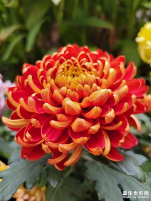 【初冬的景象】暖暖的初冬鮮花盛開(kāi)