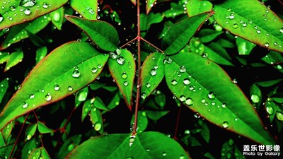 【初冬的景象】雨滴
