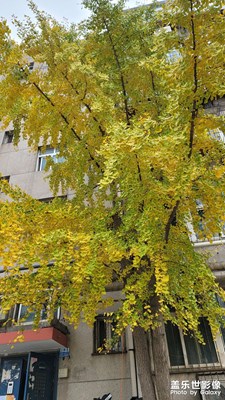 樓下的銀杏樹