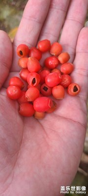 天晴進(jìn)山逛逛。。