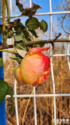 【初冬的景象】太陽出來暖洋洋