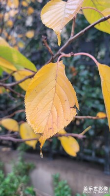 【初冬的景象】+泉城濟南的初冬