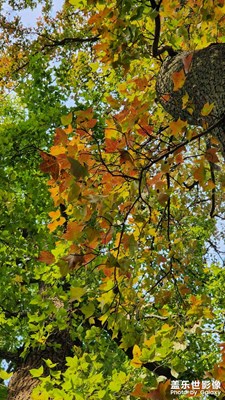 南方的小雪季節(jié)