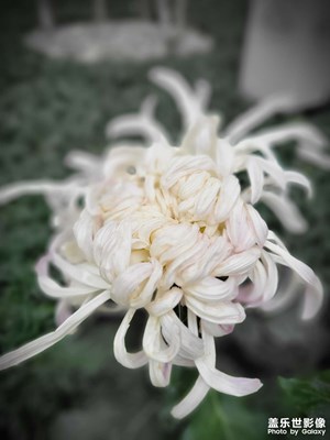 【生活的色彩】萬(wàn)紫千紅