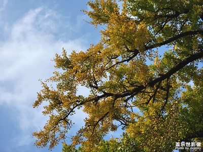 【天光凈影】+古樹公園