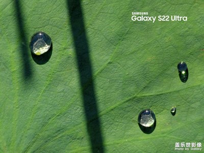 【天光凈影】荷之淚