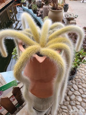 九尾狐太仙了吧