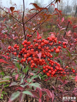 秋季感覺(jué)還是慢入冬