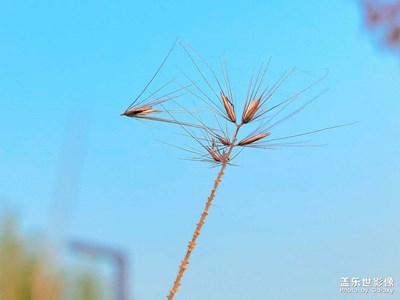 【難忘2022】+拍過的那些花花草草