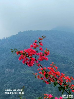 薄雨輕紗，霧里看花。