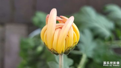 【難忘2022】+家里的花