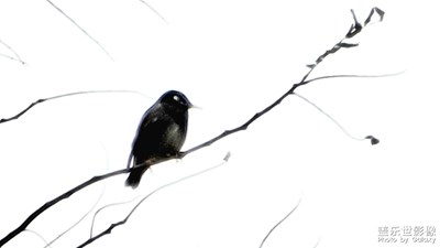 【生活隨拍】+ 水墨丹青