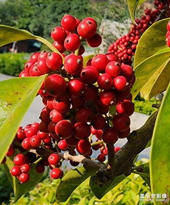 鐵冬青也叫救必應