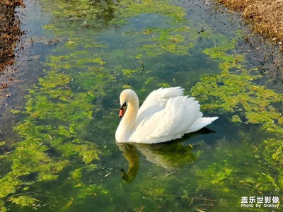 【難忘2022】鄭州北龍湖的天鵝