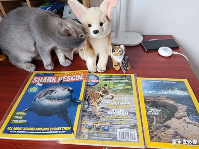 【難忘2022】可愛的小貓咪陪伴