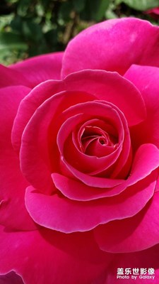 【難忘2022】那些花兒