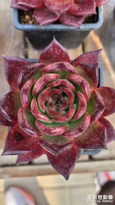 初冬色彩繽紛的多肉