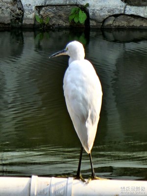 孤獨(dú)的白鷺