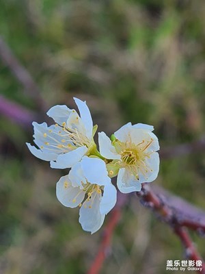 冬日李花與果……