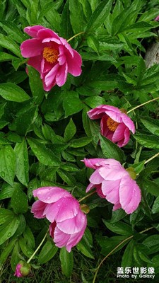 【難忘2022】花開(kāi)富貴