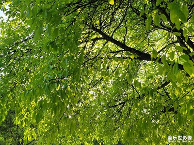 【新生活】+  翠綠色