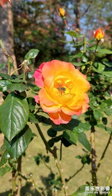 【喜迎新年】花開迎新