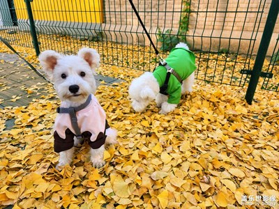 【難忘2022】+2022手機(jī)記錄的小可愛們