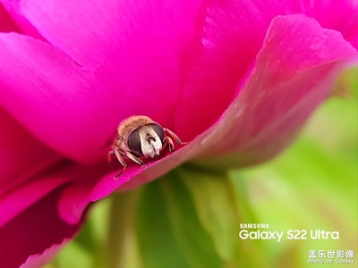 【新年好】花開富貴