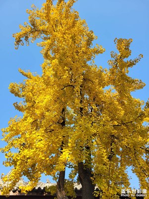 【新年好】銀杏