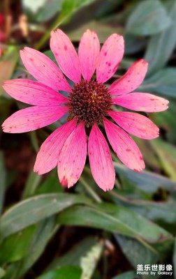 【新年好】那些花兒