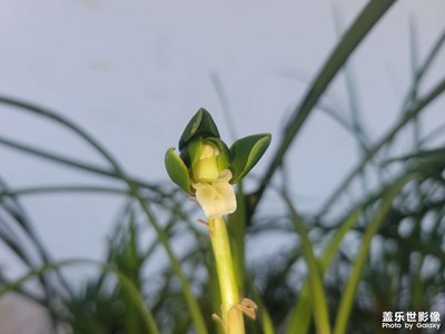 家鄉(xiāng)生活