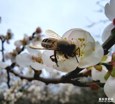 【新年好】梅花三弄