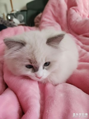 【新年好】+  新年新寵物