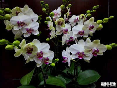 來盆蝴蝶蘭添點喜氣