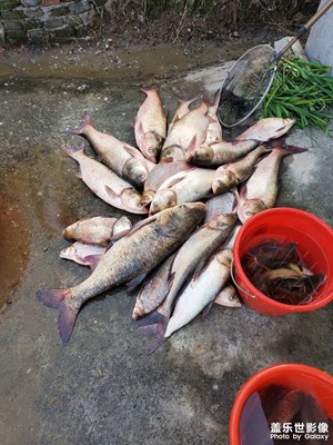 【新年快樂】+年年有魚