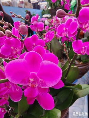 【新年快樂(lè)】節(jié)前逛花市