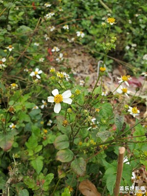 【新年快樂】+土地公的一角