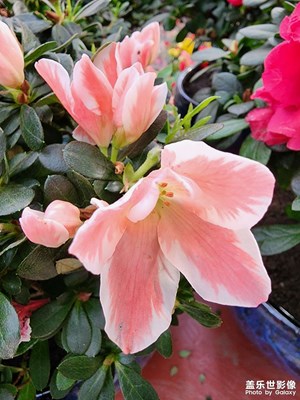 【新年快樂(lè)】年前逛花市（二）