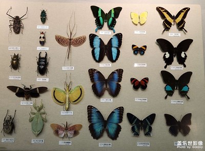 【新年快樂】+新春走展館